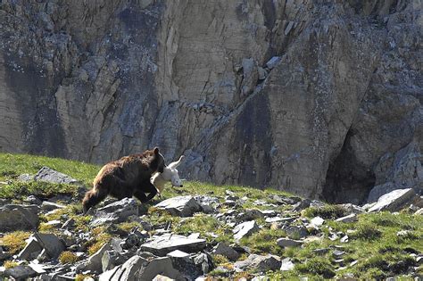 Grizzly Grabs A Glacier Goat Coeur Dalene Press
