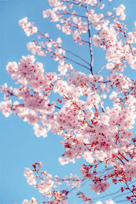 1920x1080px 1080p Free Download Sakura Tree Hd Mobile Wallpaper