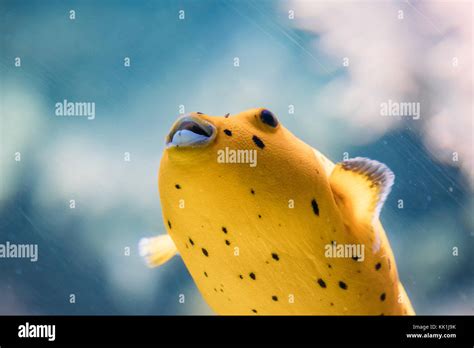 Yellow Blackspotted Puffer Or Dog Faced Puffer Fish Arothron