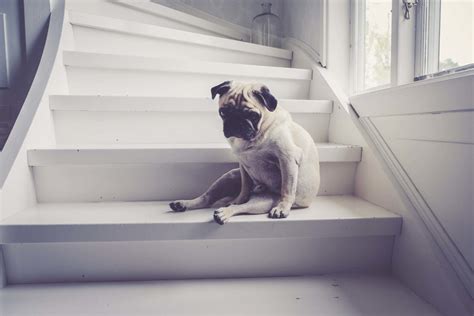 What Should You Do If Your Dog Fell Down The Stairs