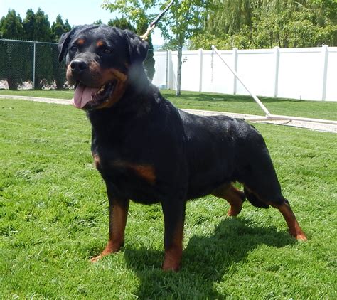 Adorable Rottweiler Puppies for Sale | Our German Pedigree Rottweiler Puppies