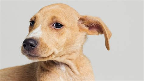 Are Floppy Eared Dogs Friendlier