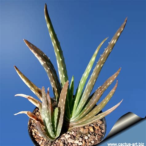 Aloe Barbadensis Var Chinensis
