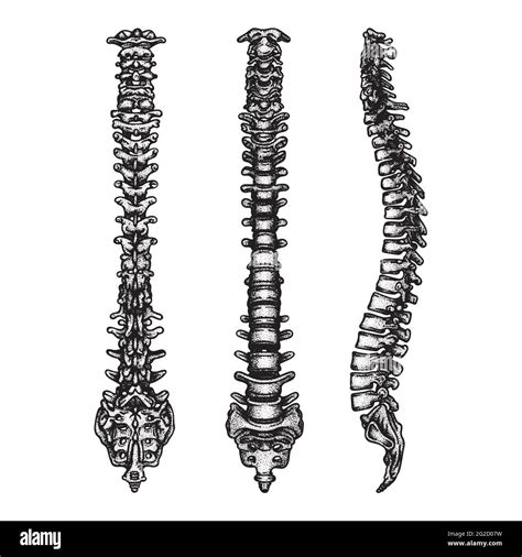 Spine Side Front And Back View Spine Bones Engraving Vintage Style