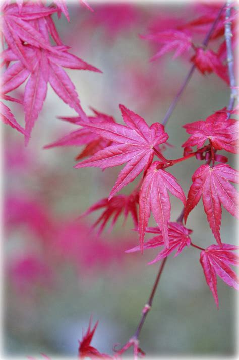Pink Japanese Maple By Ellethwyn On Deviantart