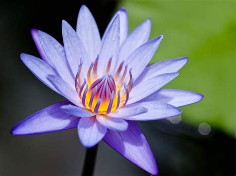 Free Download Water Lily Flowers Wallpapers 1600x1200 For Your