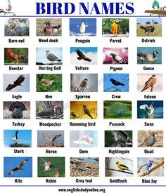 Recommended english names is a paperback book, written by frank gill and minturn wright on behalf of the international ornithologists' union. List of Mammals: 50+ Popular Mammal Names with Examples ...