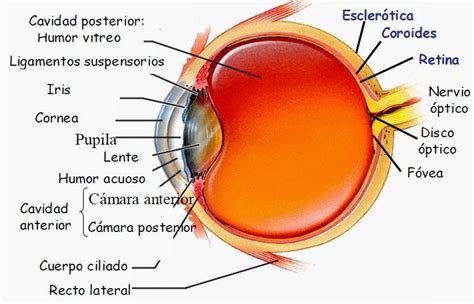 La visión Partes del ojo