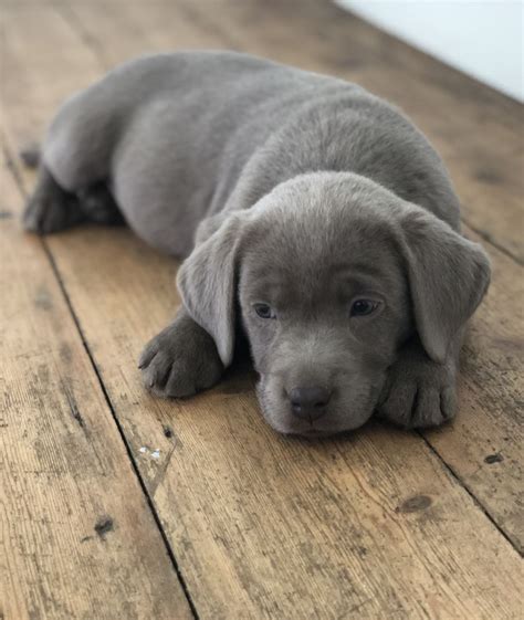 There are different labrador retriever puppies sale points. Silver Labrador puppies | Chelmsford, Essex | Pets4Homes