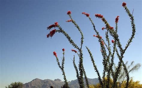 Mine bathes in a sunny southside window during the winter and then outside in full. Ocotillo a desert staple | Home & Garden | tucson.com