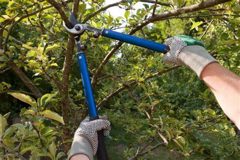 ¿cómo Podar Los árboles Frutales Agroptima ¿cómo Podar Los árboles