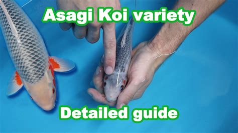 Asagi Koi Fish Variety Development And Selection Koi Guide Youtube