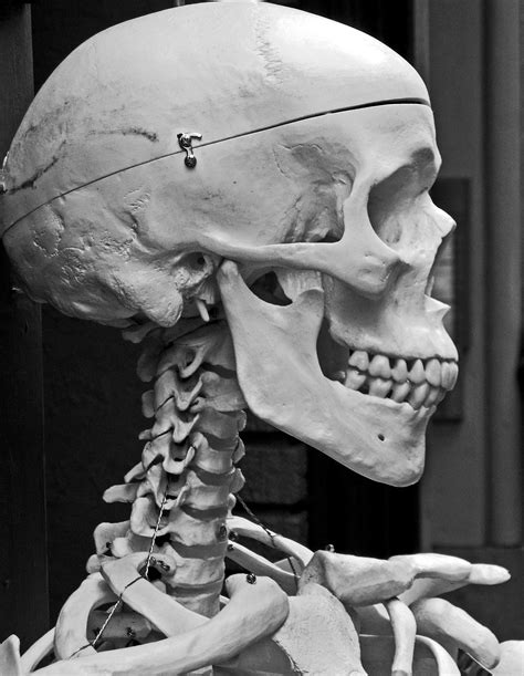 Skull, Skull Reference, Skull Anatomy E12