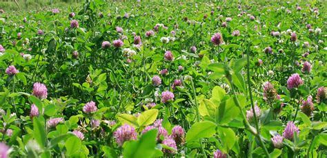 Red And White Clover Benefits For Humans And Animals Survival Jack