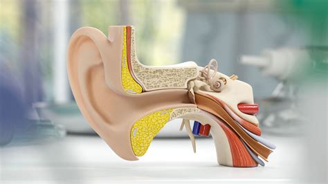 3d Model Of Human Ear Anatomy Structure In 2021 Human Ear Anatomy