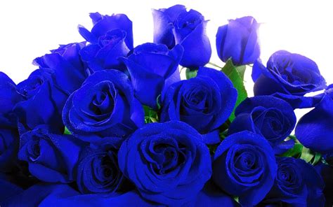 Blue Rose Desktop Wallpapers Top Free Blue Rose Desktop Backgrounds