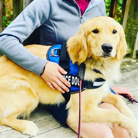 Service Dogs For Autism Mobility And Ptsd Tasks
