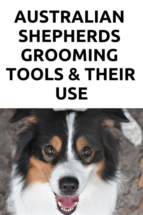 77 Cool Before And After Australian Shepherd Haircut Styles Haircut