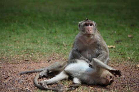 Free Images Wildlife Zoo Mammal Fauna Primate Animals Cambodia