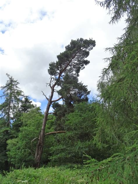 Leaning Pine Tree © Robert Graham Geograph Britain And Ireland