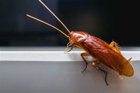 Fakta Menarik Tentang Kecoa Binatang Web Id Cockroaches Roaches My