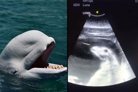 Watch Seaworld San Antonio Shares Amazing Sonogram Video Of Baby
