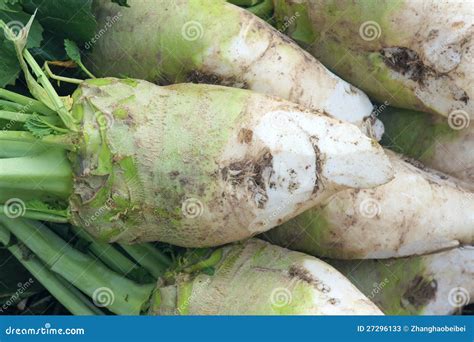 Root Mustard Stock Image Image Of Green Vegetables 27296133