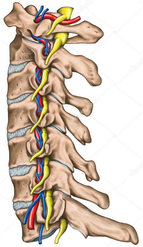 Columna Cervical Con Ambas Arterias Vertebrales En Foramen Transversal