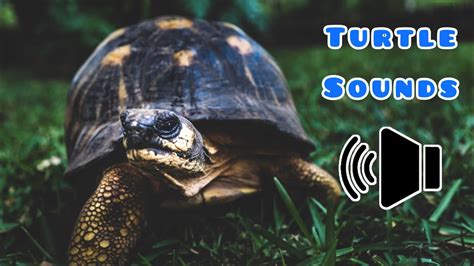 Turtle Sounds Turtle Voise Youtube