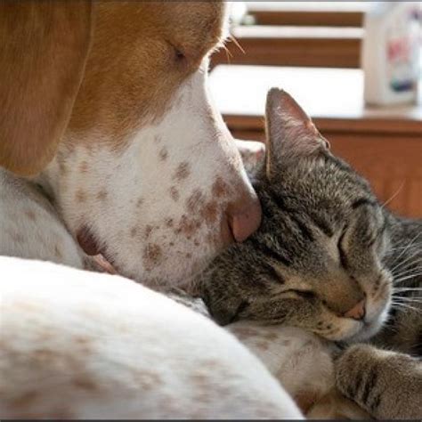 Les femelles peuvent aussi transmettre les toxines à leurs petits via le lait. Homéopathie : pour les animaux aussi