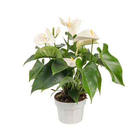 São paulo, lisbon, rio de janeiro, porto, brasília. Anthurium Samora - Olive Hill Greenhouses