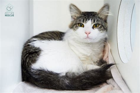 Available Cats And Kittens Seattle Area Feline Rescue Cats And