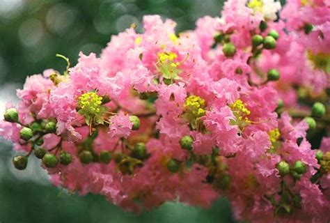 Lagerstroemia /ˌleɪɡərˈstriːmiə/, commonly known as crape myrtle (also spelled crepe myrtle or crêpe myrtle), is a genus of around 50 species of deciduous and evergreen trees and shrubs native to the indian subcontinent, southeast asia, northern australia. PINK BLUSH (1'-2' Weeping Light Pink)