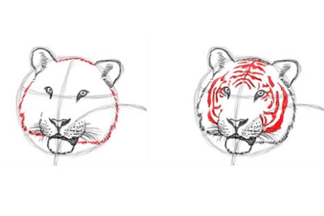 How To Draw A Tiger Face Head Step By Step Easydrawin Vrogue Co