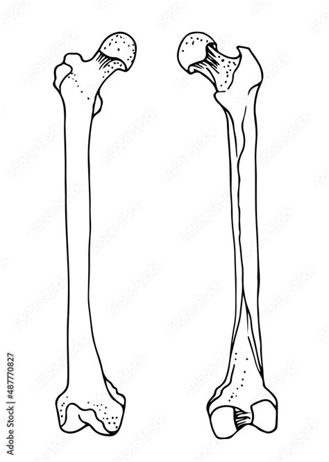Human Femur Bones Vector Hand Drawn Illustration Isolated On A White Background Orthopedics