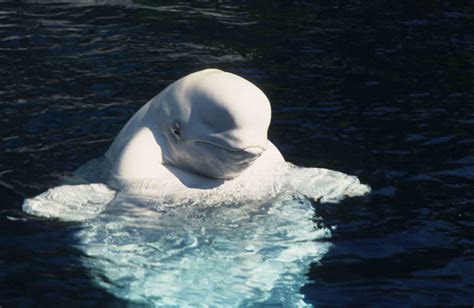 Sea Watch Foundation More Rare Beluga Whales Spotted Around The Uk