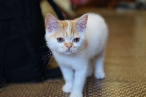 Birman Cats For Adoption
