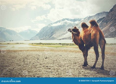 The Double Hump Camels Royalty Free Stock Photo