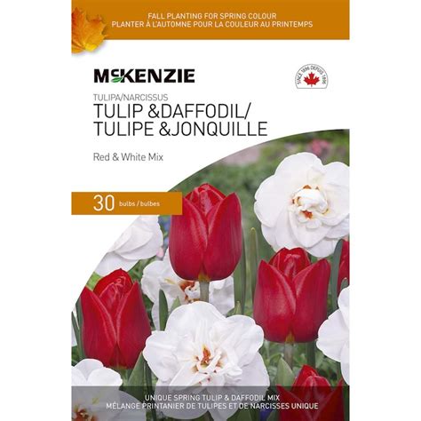M Lange De Tulipes Et Jonquilles Mckenzie Rouge Et Blanc Bulbes