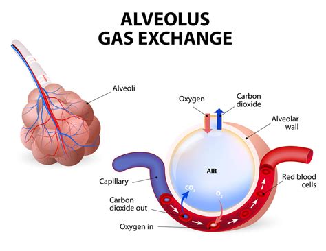Alveolus Gas Exchange Pulmonary Alveolus Pediatric Pulmonologists