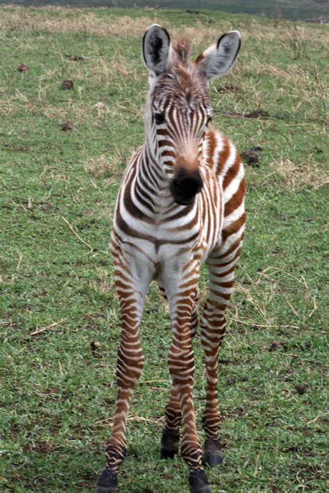 Zebra Baby Zebra Zebras