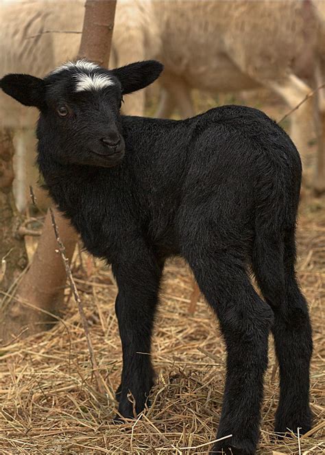 Two Day Old Lamb Baby Dorper Katahdin Hair Sheep Cross Flickr