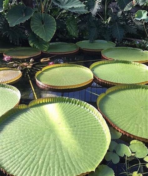 Quotes And Pictures🎬📸 In 2020 Lily Pads Outdoor Plants Outdoor Decor