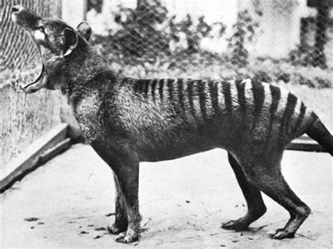 Talking Point Why The Tasmanian Tiger Lives On The Mercury