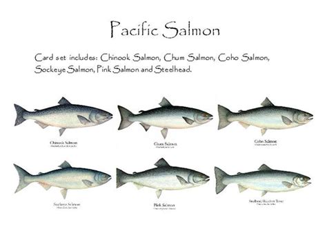 Pacific Salmon Charting Nature