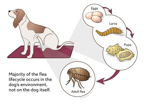 Flea Control In Dogs Vca Animal Hospital