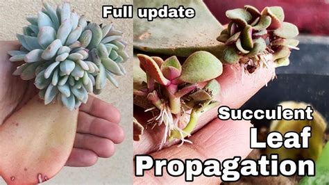 How To Propagate Succulent From Leaves How To Propagate Succulent