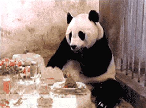 14 Cute And Funny Panda Bears