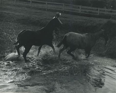 Horses Playing In Water Cowboy Vintage Photo Etsy