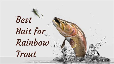 Best Bait For Rainbow Trout Fishing Fanatiks